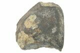 Viñales Chondrite Meteorite ( g) Section - Witnessed Fall! #266002-1